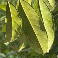 Diospyros walkeri (Wight) Gürke